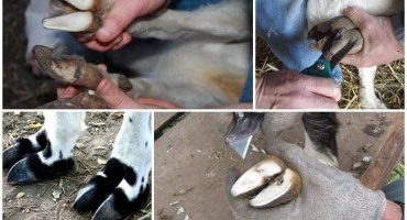 Jak správně zastřihávat kopyta kozy doma a nářadí